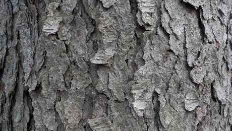 Cerezo silvestre — corteza (Padmaka / Prunus spp.)