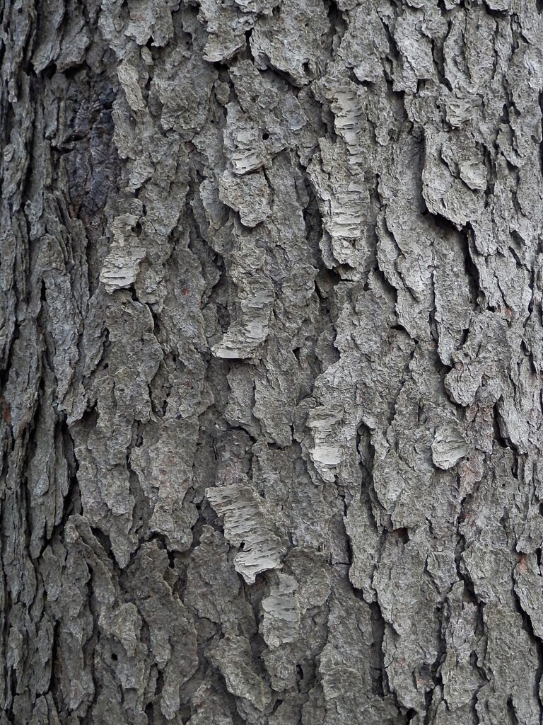 Cerezo silvestre — corteza (Padmaka / Prunus spp.)