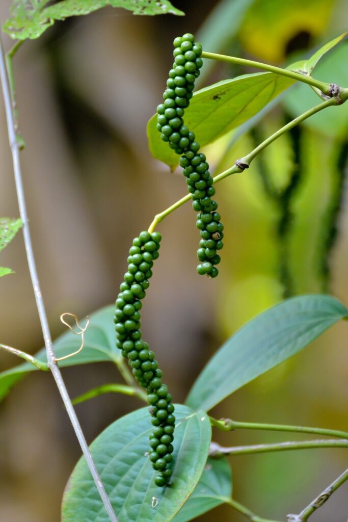 Pimienta negra (Marich / Piper nigrum)