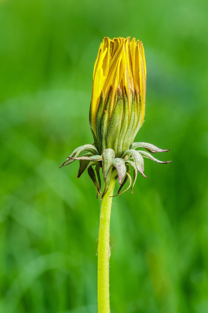 Diente de León (Pu gong ying / Taraxacum officinale)