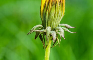 Diente de León (Pu gong ying / Taraxacum officinale)