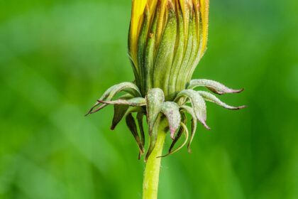 Diente de León (Pu gong ying / Taraxacum officinale)