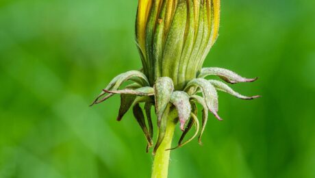 Diente de León (Pu gong ying / Taraxacum officinale)
