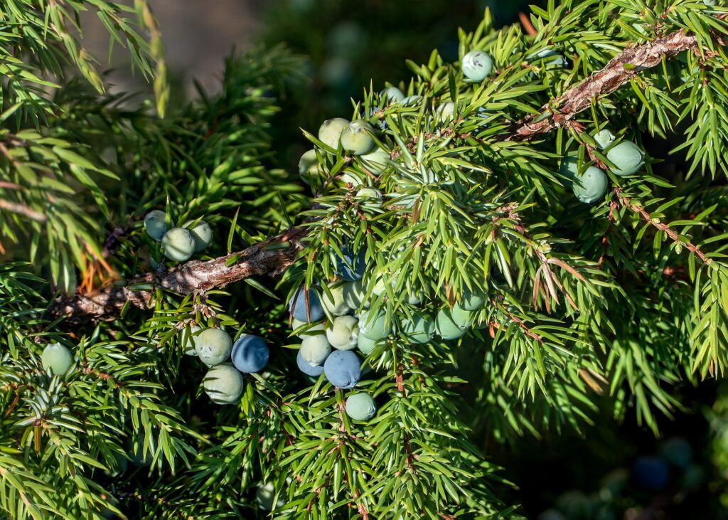Enebro — bayas (Hapushā / Juniperus spp.)