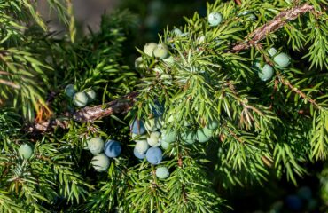 Enebro — bayas (Hapushā / Juniperus spp.)
