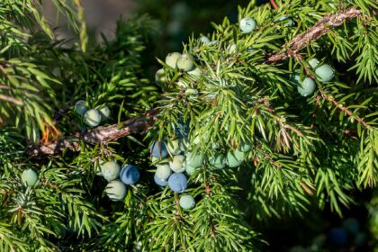 Enebro — bayas (Hapushā / Juniperus spp.)