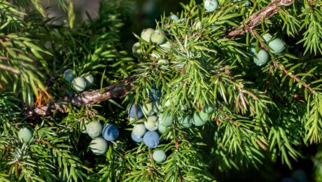 Enebro — bayas (Hapushā / Juniperus spp.)