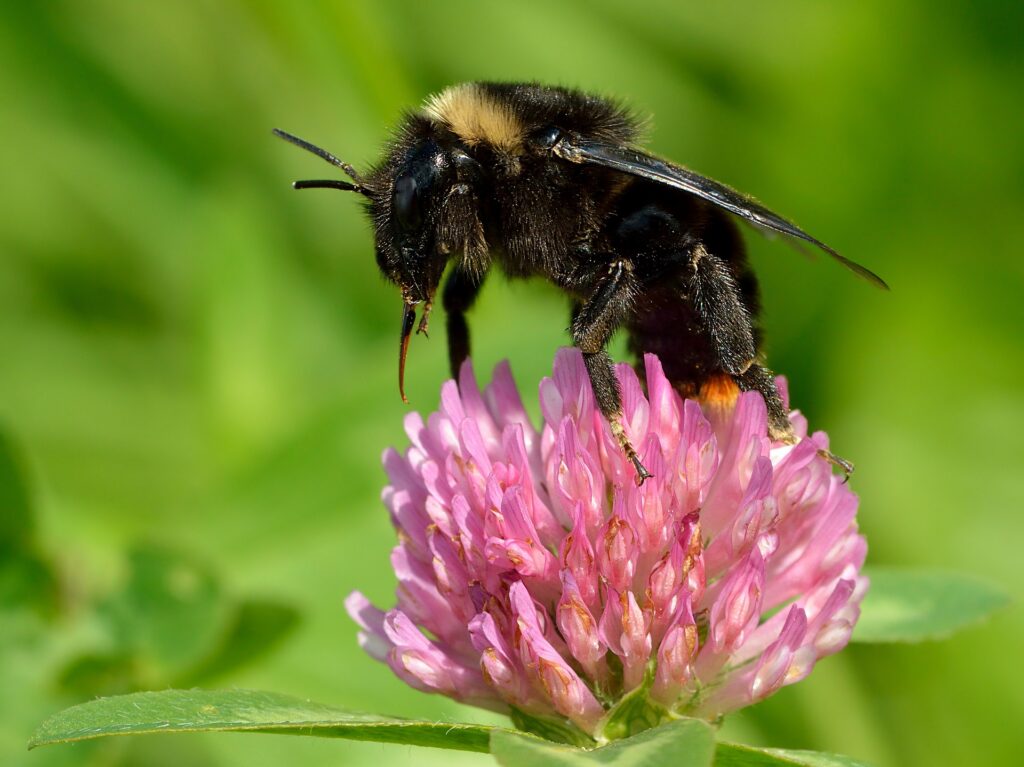 Trébol rojo (Vana-methika / Trifolium pratense)
