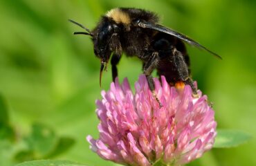 Trébol rojo (Vana-methika / Trifolium pratense)