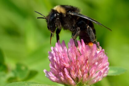 Trébol rojo (Vana-methika / Trifolium pratense)