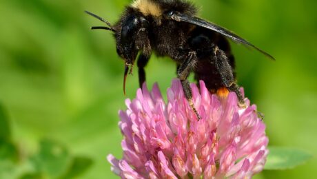 Trébol rojo (Vana-methika / Trifolium pratense)