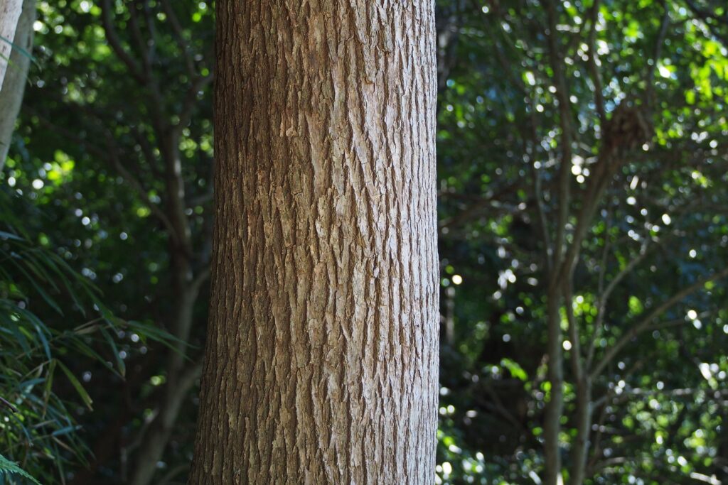 Alcanfor (Karpūra / Cinnamomum camphora)