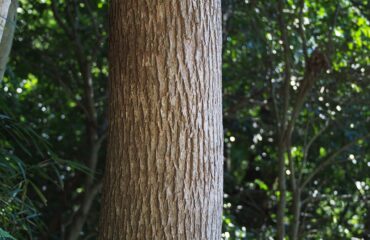 Alcanfor (Karpūra / Cinnamomum camphora)