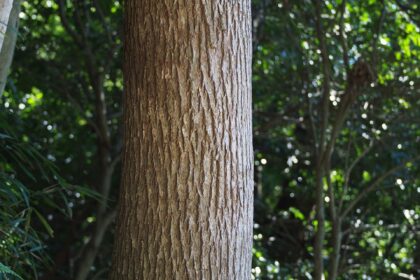 Alcanfor (Karpūra / Cinnamomum camphora)