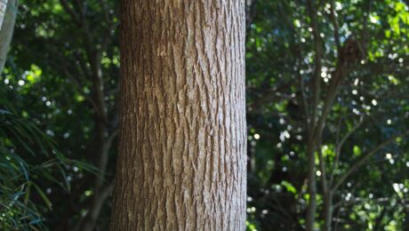 Alcanfor (Karpūra / Cinnamomum camphora)