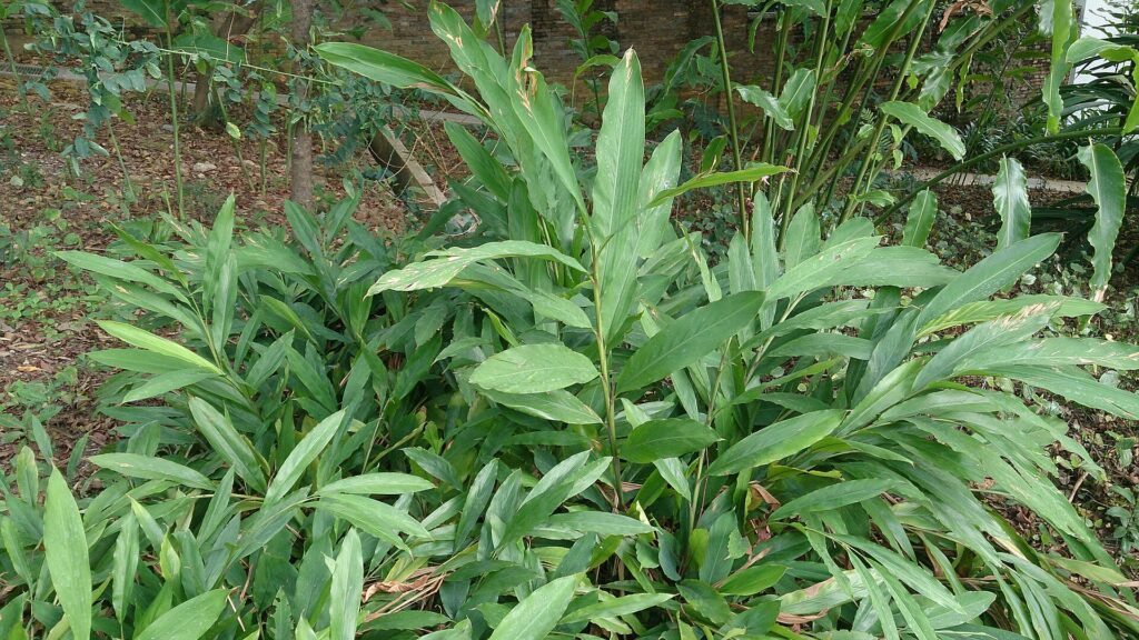 Cardamomo (Elā / Elettaria cardamomum)