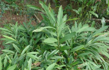 Cardamomo (Elā / Elettaria cardamomum)