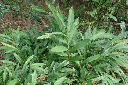Cardamomo (Elā / Elettaria cardamomum)