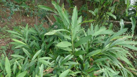 Cardamomo (Elā / Elettaria cardamomum)