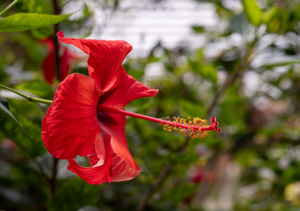 Hibisco (Japa / Hibiscus rosa-sinensis)