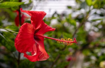 Hibisco (Japa / Hibiscus rosa-sinensis)