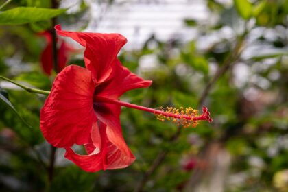 Hibisco (Japa / Hibiscus rosa-sinensis)