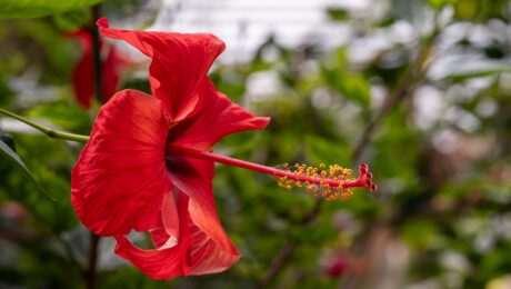 Hibisco (Japa / Hibiscus rosa-sinensis)