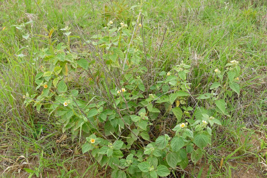 Bala (Sida cordifolia)