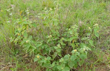 Bala (Sida cordifolia)