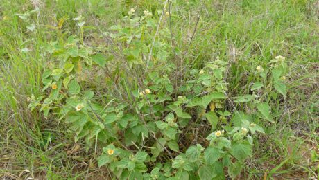 Bala (Sida cordifolia)