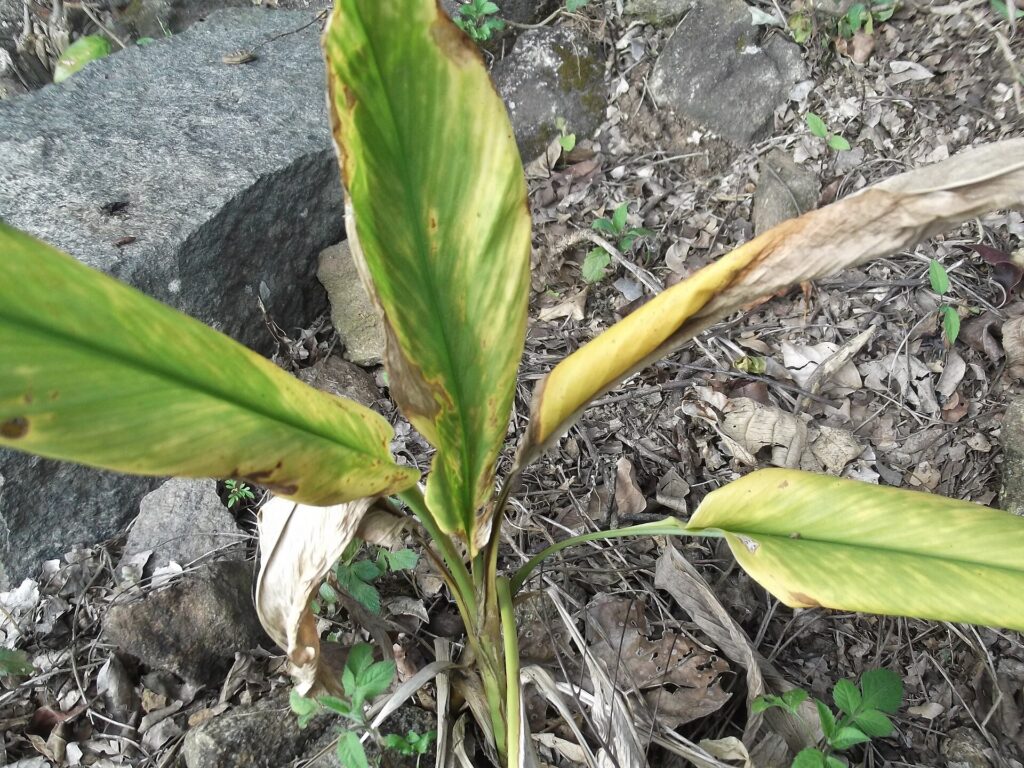 Cúrcuma (Haridrā / Curcuma longa)