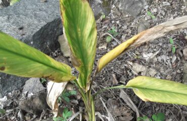 Cúrcuma (Haridrā / Curcuma longa)
