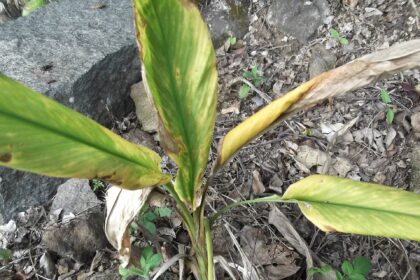 Cúrcuma (Haridrā / Curcuma longa)