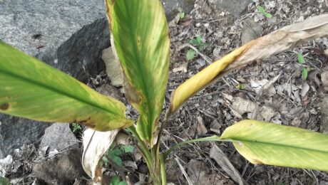 Cúrcuma (Haridrā / Curcuma longa)
