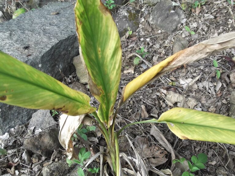 Cúrcuma (Haridrā / Curcuma longa)