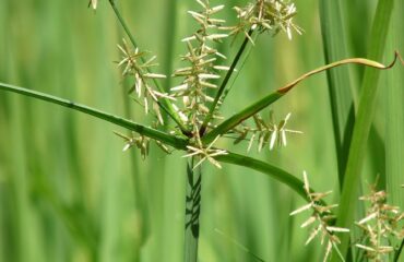 Musta (Cyperus rotundus)
