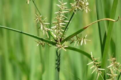 Musta (Cyperus rotundus)