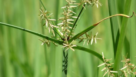Musta (Cyperus rotundus)