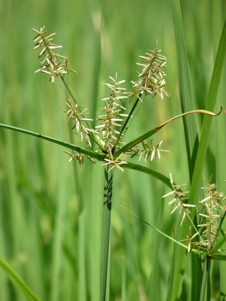 Musta (Cyperus rotundus)