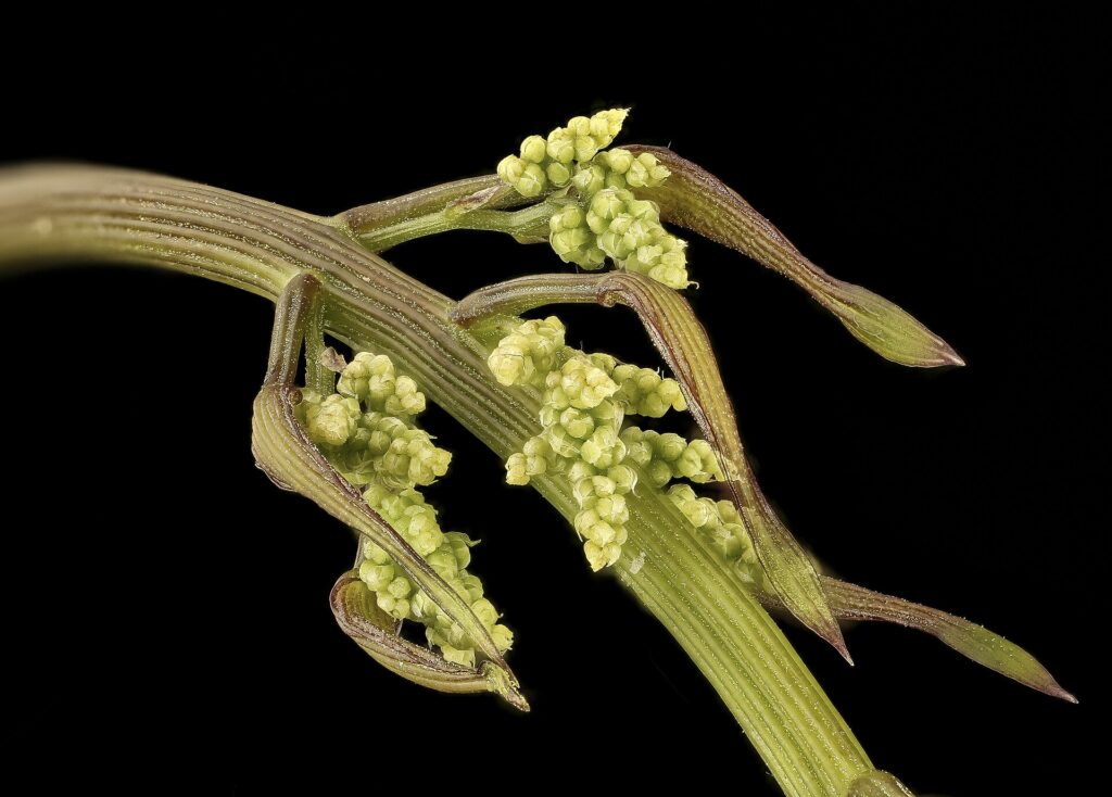 Ñame o Batata silvestre (Aluka / Dioscorea spp.)