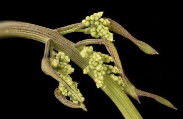 Ñame o Batata silvestre (Aluka / Dioscorea spp.)