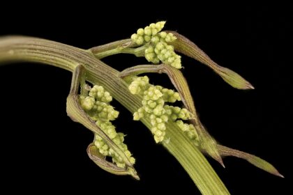 Ñame o Batata silvestre (Aluka / Dioscorea spp.)
