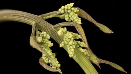 Ñame o Batata silvestre (Aluka / Dioscorea spp.)