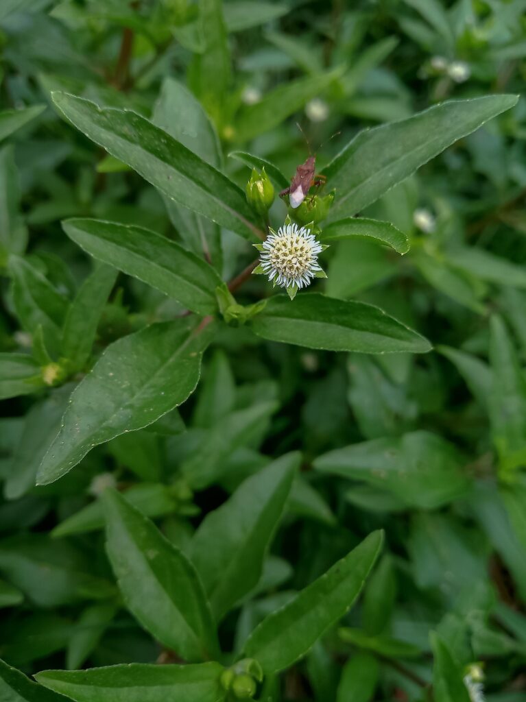 Bhringaraj (Kesharaja / Eclipta alba)