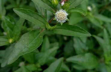 Bhringaraj (Kesharaja / Eclipta alba)