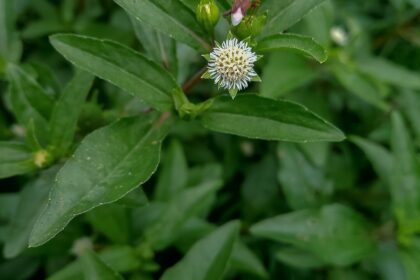Bhringaraj (Kesharaja / Eclipta alba)