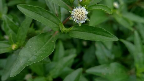 Bhringaraj (Kesharaja / Eclipta alba)
