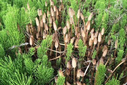Cola de caballo (Mu zei / Equisetum spp.)