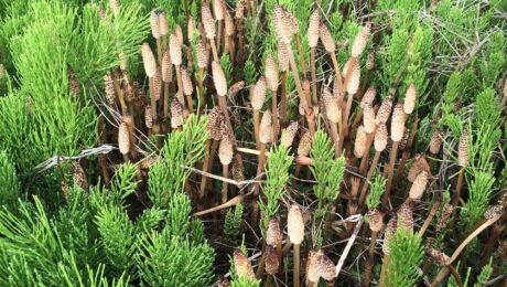 Cola de caballo (Mu zei / Equisetum spp.)