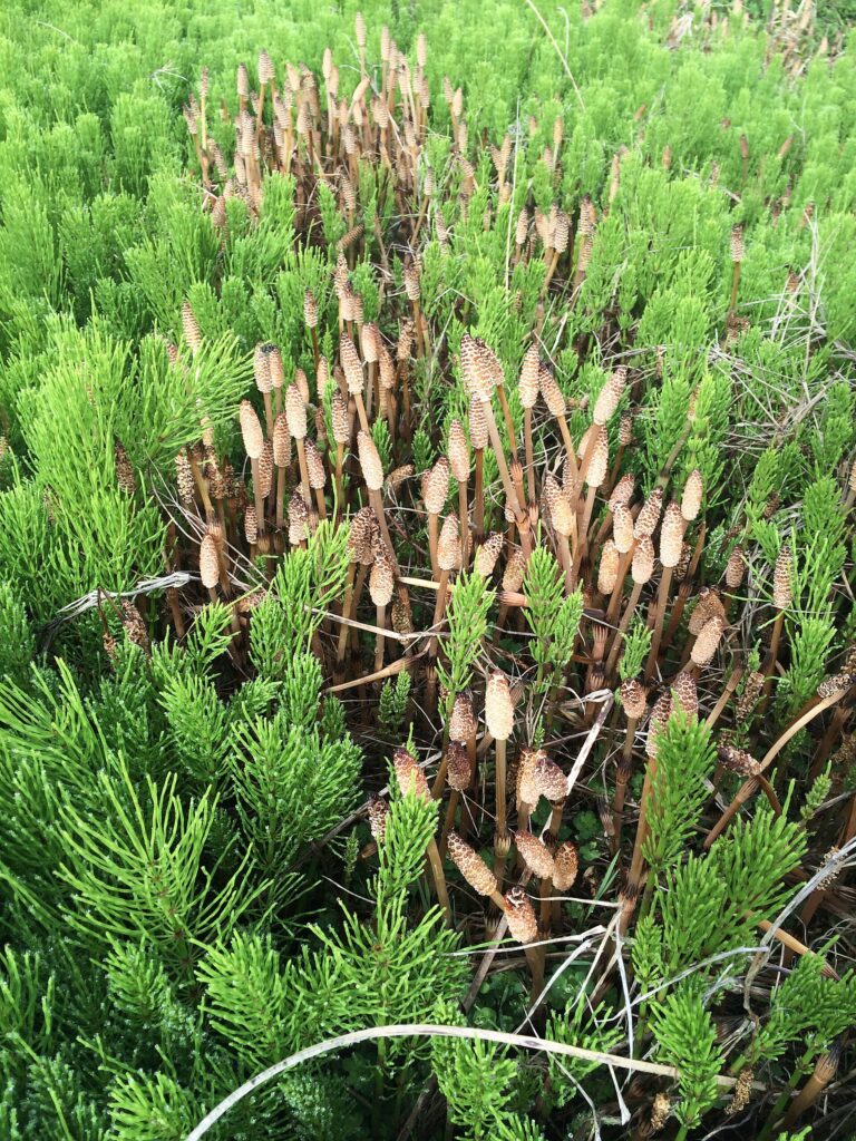 Cola de caballo (Mu zei / Equisetum spp.)